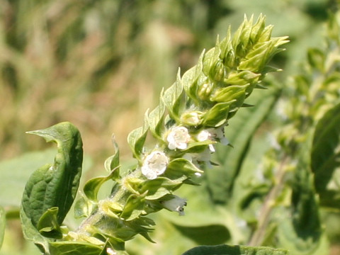 Perilla frutescens var. frutescens