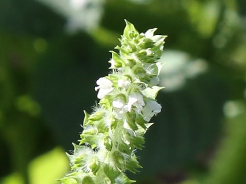 Perilla frutescens var. frutescens