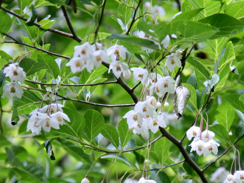 Styrax japonica