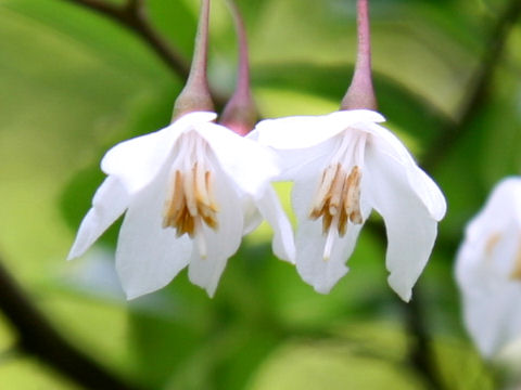 Styrax japonica