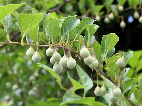 Styrax japonica