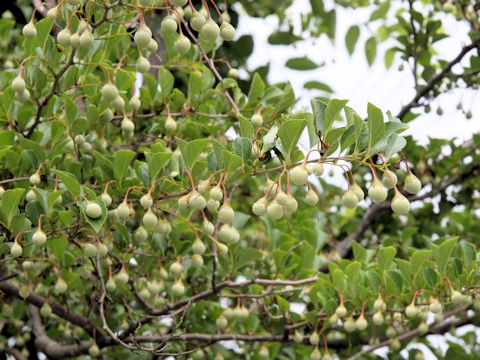 Styrax japonica