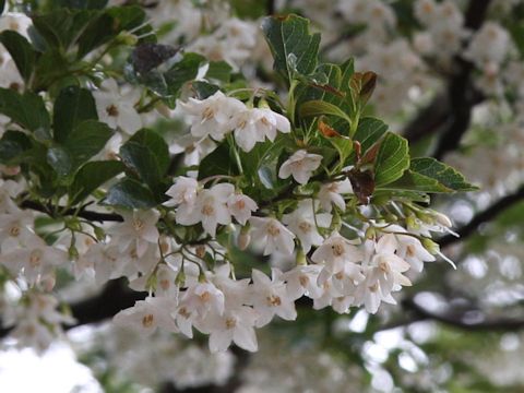 Styrax japonica