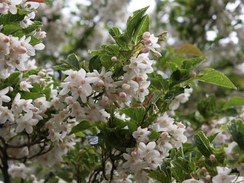 Styrax japonica