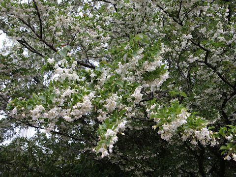 Styrax japonica