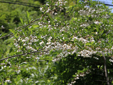 Styrax japonica