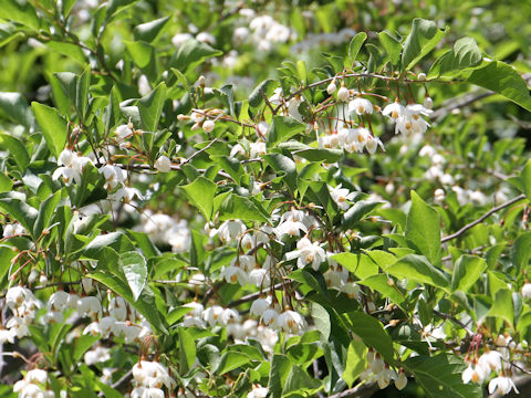 Styrax japonica