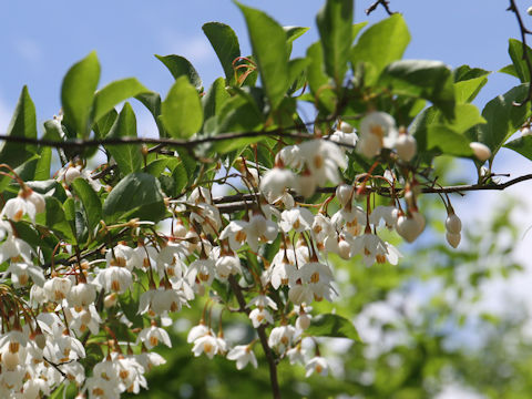 Styrax japonica