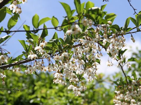 Styrax japonica