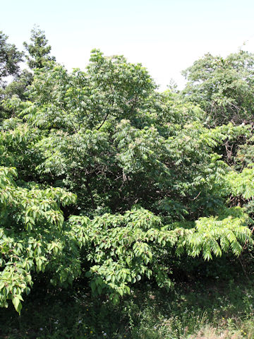 Styrax japonica