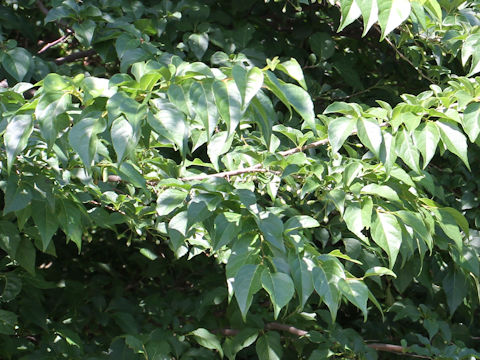 Styrax japonica