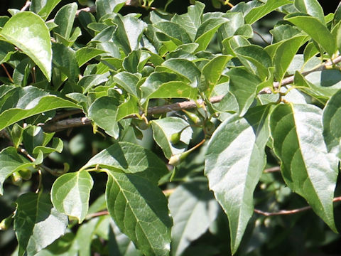 Styrax japonica