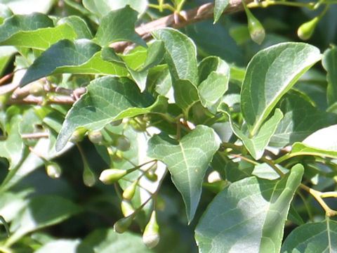 Styrax japonica