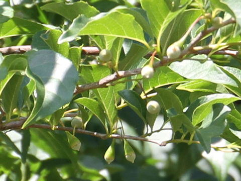 Styrax japonica