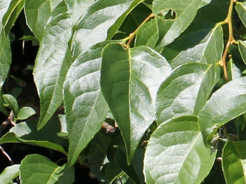 Styrax japonica