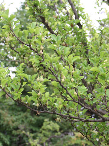 Styrax japonica