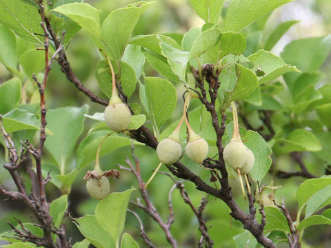 Styrax japonica