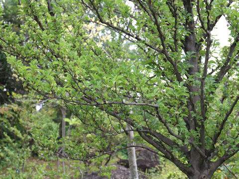 Styrax japonica