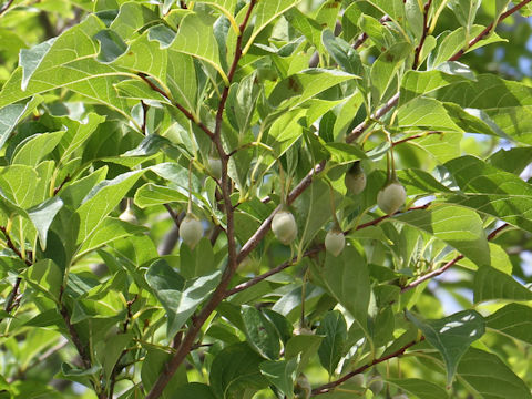 Styrax japonica