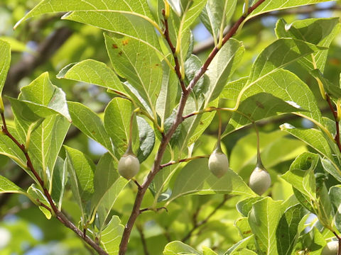 Styrax japonica