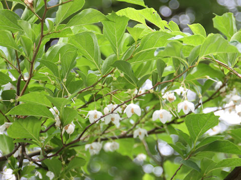 Styrax japonica