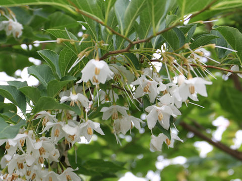 Styrax japonica