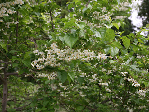 Styrax japonica