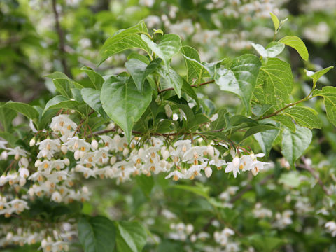 Styrax japonica