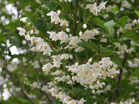 Styrax japonica