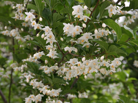 Styrax japonica