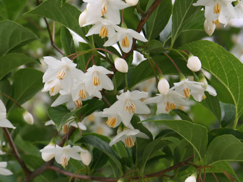 Styrax japonica