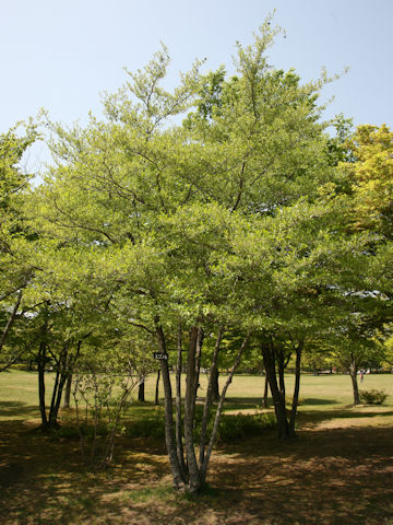 Styrax japonica