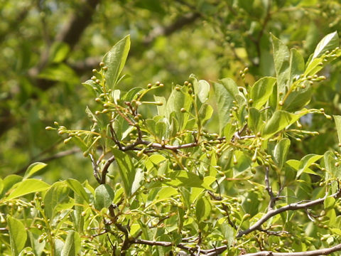 Styrax japonica