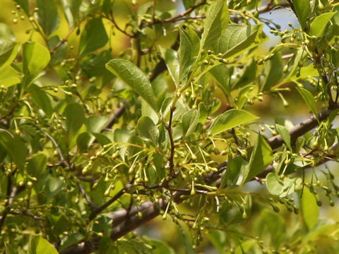 Styrax japonica