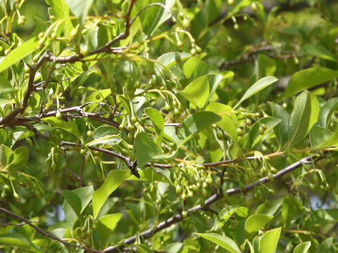 Styrax japonica