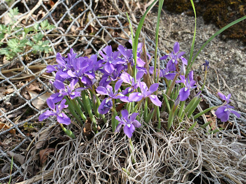 Iris rossii