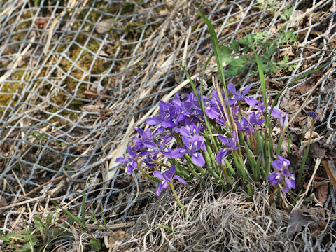 Iris rossii