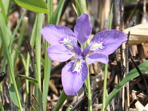 Iris rossii