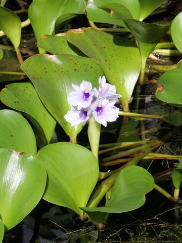 Eichhornia azurea