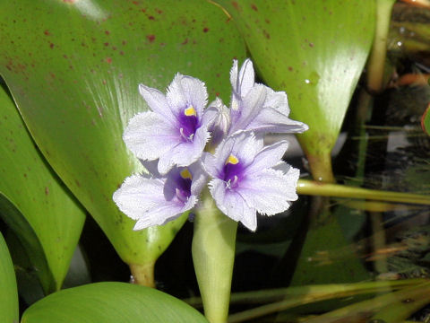 Eichhornia azurea