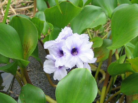 Eichhornia azurea