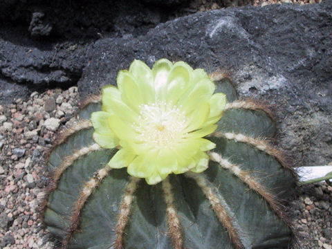 Eriocactus magnificus