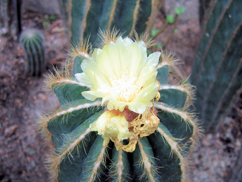 Eriocactus magnificus