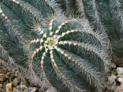 Eriocactus magnificus