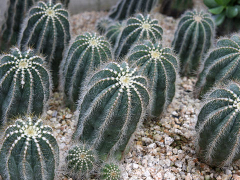 Eriocactus magnificus