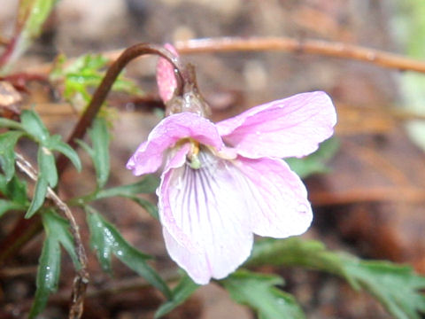 Viola eizanensis