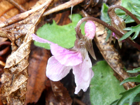 Viola eizanensis