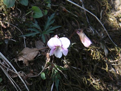 Viola eizanensis