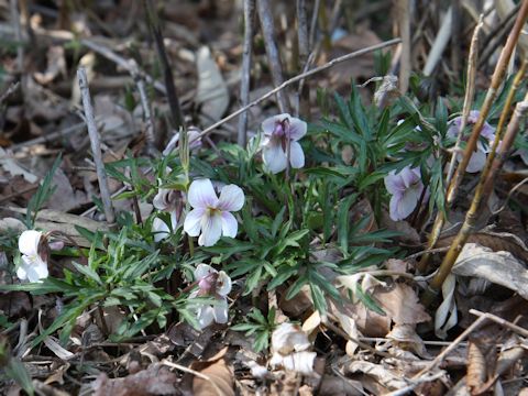 Viola eizanensis