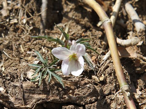 Viola eizanensis